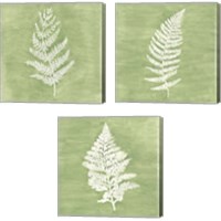 Framed 'Forest Ferns 3 Piece Canvas Print Set' border=