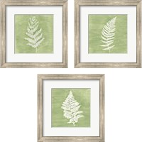 Framed Forest Ferns 3 Piece Framed Art Print Set
