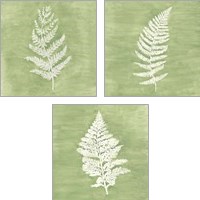 Framed 'Forest Ferns 3 Piece Art Print Set' border=