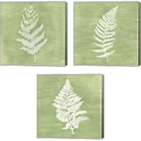 Framed Forest Ferns 3 Piece Canvas Print Set