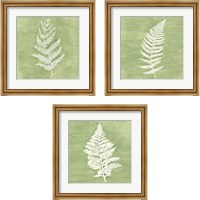 Framed 'Forest Ferns 3 Piece Framed Art Print Set' border=