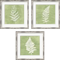 Framed 'Forest Ferns 3 Piece Framed Art Print Set' border=