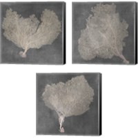 Framed Natural Sea Fan 3 Piece Canvas Print Set