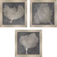 Framed 'Natural Sea Fan 3 Piece Framed Art Print Set' border=