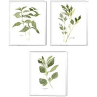 Framed 'Herb Garden Sketches 3 Piece Canvas Print Set' border=