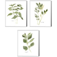 Framed 'Herb Garden Sketches 3 Piece Canvas Print Set' border=