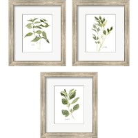 Framed Herb Garden Sketches 3 Piece Framed Art Print Set