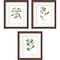 Framed Herb Garden Sketches 3 Piece Framed Art Print Set