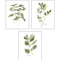 Framed 'Herb Garden Sketches 3 Piece Art Print Set' border=