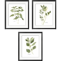 Framed 'Herb Garden Sketches 3 Piece Framed Art Print Set' border=