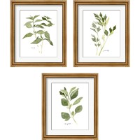 Framed 'Herb Garden Sketches 3 Piece Framed Art Print Set' border=