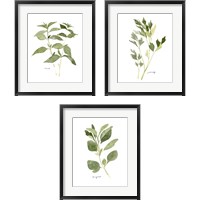 Framed 'Herb Garden Sketches 3 Piece Framed Art Print Set' border=