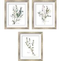 Framed 'Herb Garden Sketches 3 Piece Framed Art Print Set' border=