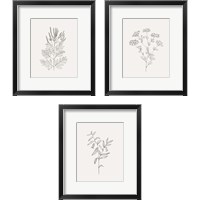 Framed Wild Foliage Sketch 3 Piece Framed Art Print Set