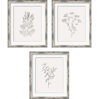Framed 'Wild Foliage Sketch 3 Piece Framed Art Print Set' border=