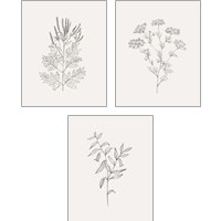 Framed Wild Foliage Sketch 3 Piece Art Print Set