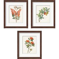 Framed 'Botanical of the Tropics 3 Piece Framed Art Print Set' border=