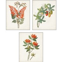 Framed 'Botanical of the Tropics 3 Piece Art Print Set' border=