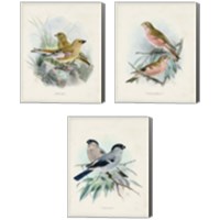 Framed Antique Birds 3 Piece Canvas Print Set
