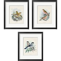 Framed Antique Birds 3 Piece Framed Art Print Set