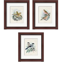Framed 'Antique Birds 3 Piece Framed Art Print Set' border=