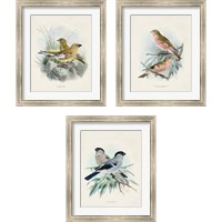 Framed Antique Birds 3 Piece Framed Art Print Set