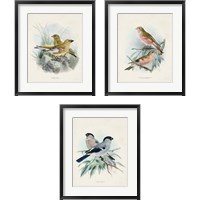 Framed 'Antique Birds 3 Piece Framed Art Print Set' border=