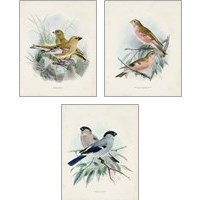 Framed Antique Birds 3 Piece Art Print Set
