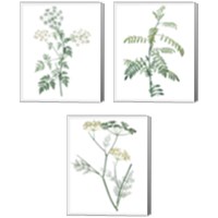 Framed 'Soft Green Botanical 3 Piece Canvas Print Set' border=