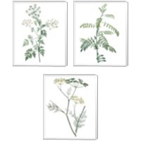 Framed Soft Green Botanical 3 Piece Canvas Print Set