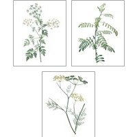 Framed Soft Green Botanical 3 Piece Art Print Set