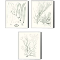 Framed 'Sage Green Seaweed 3 Piece Canvas Print Set' border=