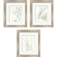 Framed 'Sage Green Seaweed 3 Piece Framed Art Print Set' border=