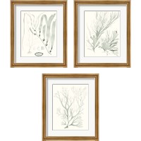 Framed 'Sage Green Seaweed 3 Piece Framed Art Print Set' border=