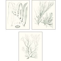 Framed 'Sage Green Seaweed 3 Piece Art Print Set' border=