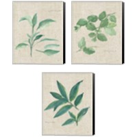 Framed 'Herbs on Burlap 3 Piece Canvas Print Set' border=