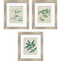 Framed 'Herbs on Burlap 3 Piece Framed Art Print Set' border=