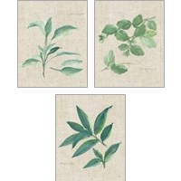 Framed 'Herbs on Burlap 3 Piece Art Print Set' border=