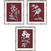 Framed 'Pomegranate Botanical 3 Piece Framed Art Print Set' border=