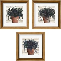 Framed Remarkable Succulents 3 Piece Framed Art Print Set