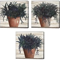 Framed 'Remarkable Succulents 3 Piece Canvas Print Set' border=