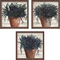 Framed 'Remarkable Succulents 3 Piece Framed Art Print Set' border=