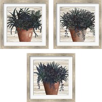 Framed Remarkable Succulents 3 Piece Framed Art Print Set