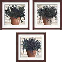 Framed 'Remarkable Succulents 3 Piece Framed Art Print Set' border=