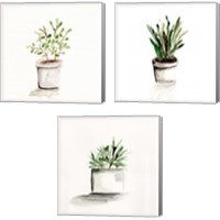 Framed 'Potted Botanicals 3 Piece Canvas Print Set' border=