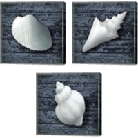 Framed 'Seashore Shells Navy 3 Piece Canvas Print Set' border=