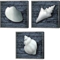 Framed Seashore Shells Navy 3 Piece Canvas Print Set