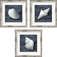 Framed Seashore Shells Navy 3 Piece Framed Art Print Set