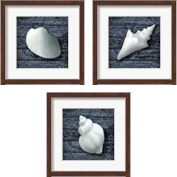 Framed 'Seashore Shells Navy 3 Piece Framed Art Print Set' border=