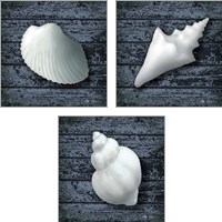 Framed 'Seashore Shells Navy 3 Piece Art Print Set' border=